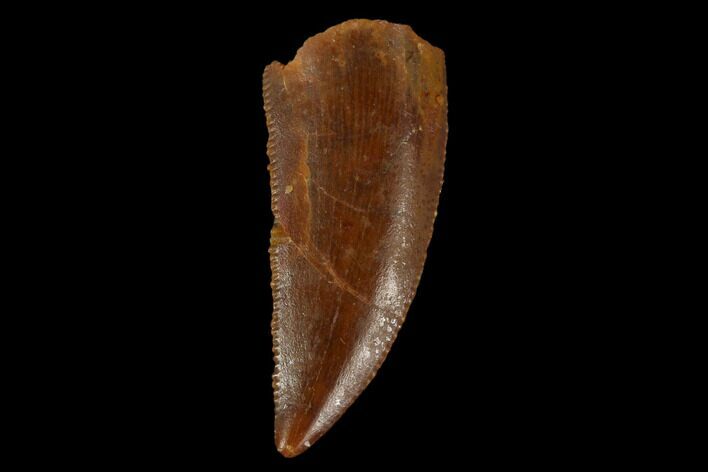 Serrated, Raptor Tooth - Real Dinosaur Tooth #115907